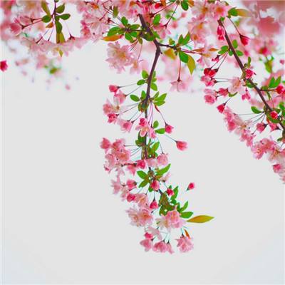 莉比小公主之梦幻学院修改版下载